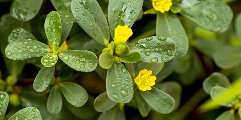 🌱 Scopri il superfood dimenticato: la portulaca e i suoi benefici rivoluzionari