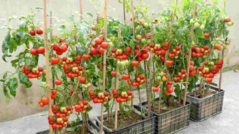 🌿 La Guida Definitiva per Coltivare Pomodori Giganti e Gialli Ricchi di Gusto 🌿