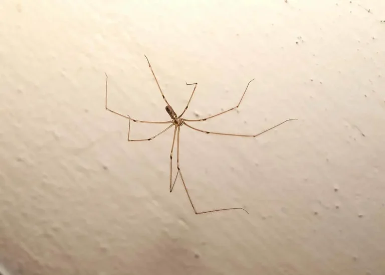10 tipi di ragni domestici: uno sguardo approfondito