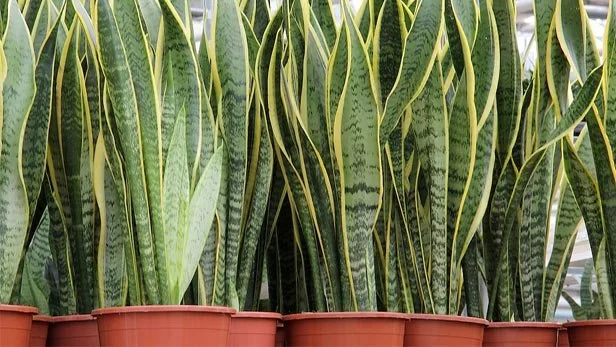 Tutto quello che devi sapere sulla Sansevieria e i suoi incredibili benefici! 🌿✨