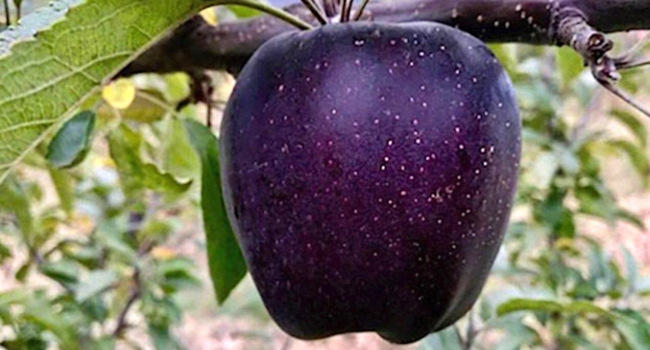 L’affascinante gioiello delle montagne tibetane: la mela Black Diamond 🖤🍏