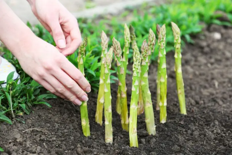 Coltivare gli asparagi in casa: una guida completa per principianti 🌱🥂