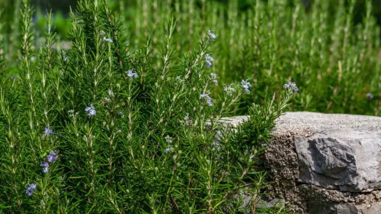 Come creare una siepe di rosmarino che delizierà il tuo giardino 🌿✨