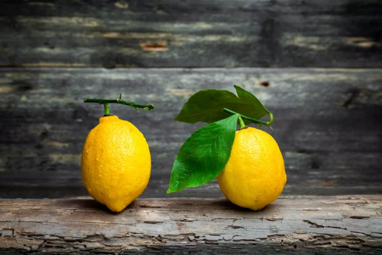 🌱 Una guida dettagliata alla propagazione degli alberi di limone da talea 🍋