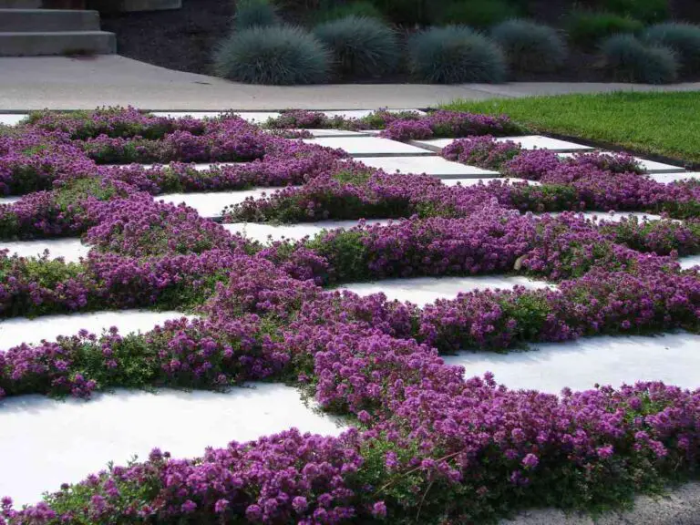 🌱 9 incredibili piante naturali per prevenire le erbacce nel tuo giardino