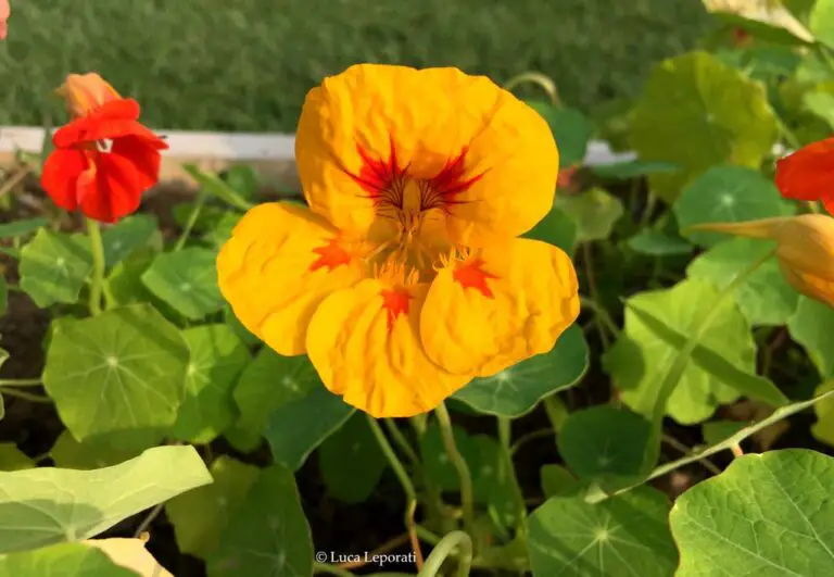 🌱✨ Bambini di Gadrening: Tutto quello che Devi Sapere Sugli Nasturtiums