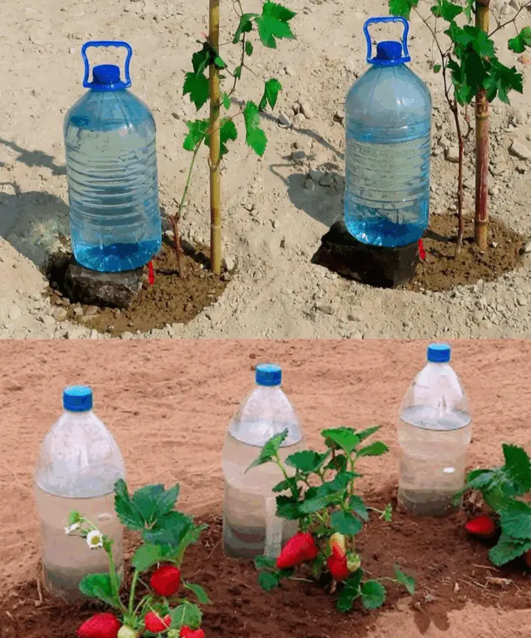 Risparmia acqua e cura le tue piante in modo sostenibile con queste tecniche innovative 💧🌸