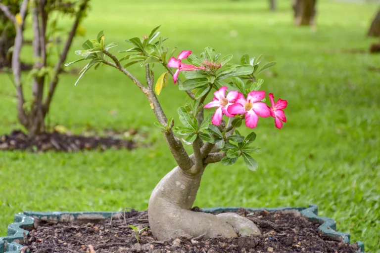 🌵 La Rosa del Deserto: Un Capolavoro di Resilienza e Eleganza nella Natura Arida 🌵