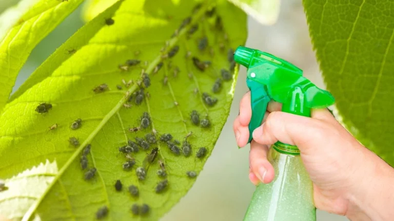 Come eliminare i parassiti dal tuo giardino in modo naturale ed efficace! 🌱🦗