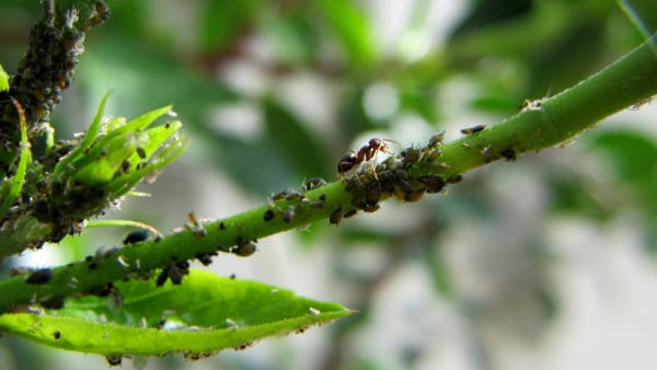 🌿 Come Preparare un Insetticida Naturale Potente e Sostenibile per le Tue Piante