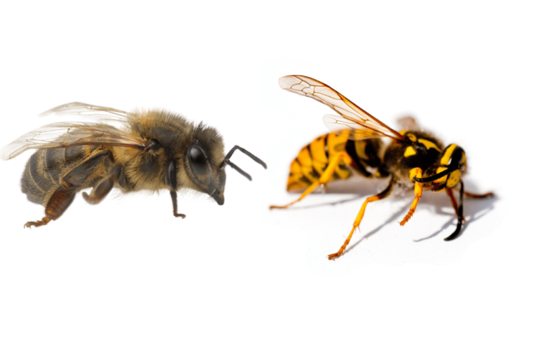 È un’ape o una vespa Uno sguardo più da vicino a questi affascinanti insetti