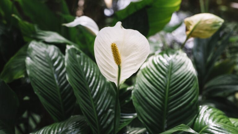 Segreti per un giardino rigoglioso tutto l’anno 🌸✨