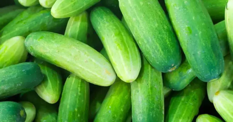 🌱 Segreti e Strategie Complete per Coltivare Cetrioli Giganti e Gustosi! 🥒🌞