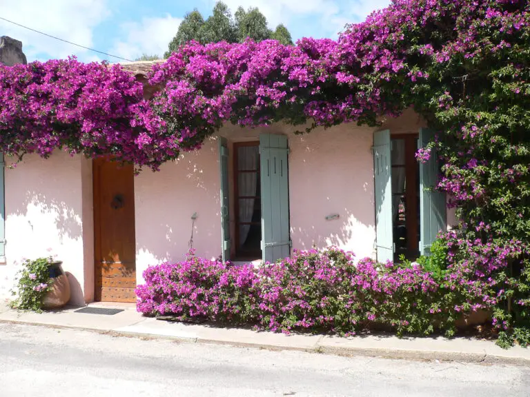 Una splendida esposizione di bouganville in eleganti vasi in uno spazio esterno contemporaneo