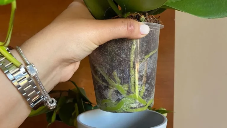 Come far rifiorire e mantenere splendida la tua orchidea: consigli pratici e segreti! 🌸✨