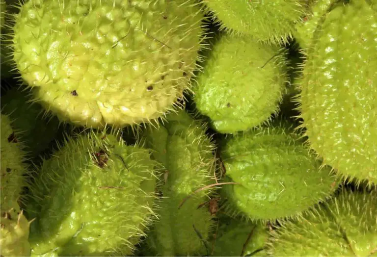 Come coltivare il chayote (chuchu) a casa: tutti i segreti per un orto di successo 🍃🌱