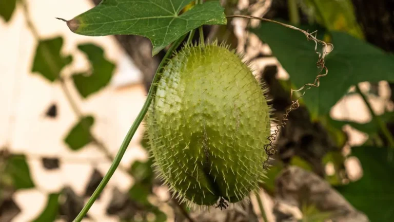 Nuove Idee per Coltivare il Chayote: Una Guida Facile e Completa 🍃🌱