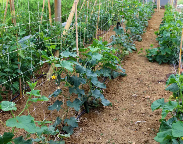 Trasforma il tuo giardino con fantastiche idee per tralicci per cetrioli! 🌱🥒✨