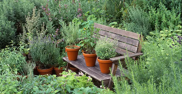 Coltiva le tue erbe aromatiche fresche in secchi questo maggio: una semplice guida alla coltivazione in vaso