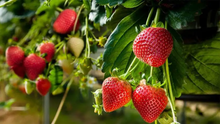 Come coltivare fragole grandi e succose a casa tua: i segreti dei professionisti! 🍓✨