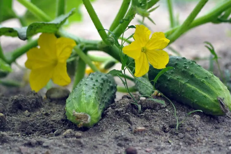 Il segreto naturale per una crescita esplosiva dei cetrioli nel tuo giardino 🌱🥒