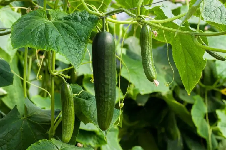 Consigli imperdibili per coltivare cetrioli e ottenere una montagna di cetrioli! 🥒