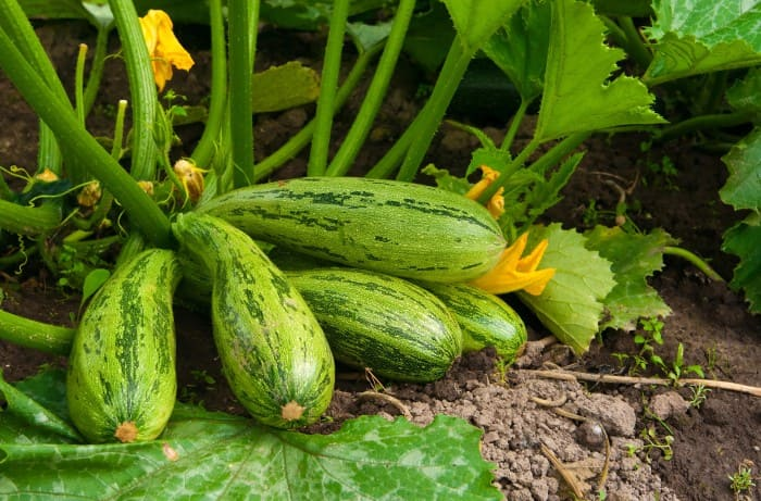 7 strategie efficaci per ottenere una produzione di zucchine abbondante e di qualità 🌱