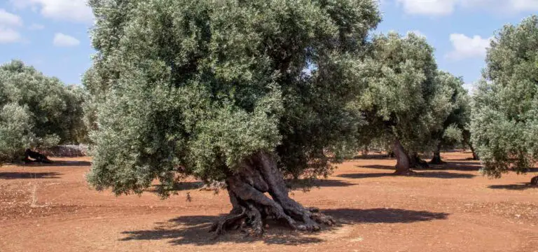 🌿 Segreti per ottenere un raccolto di ulivi più abbondante e di qualità superiore! 🌟