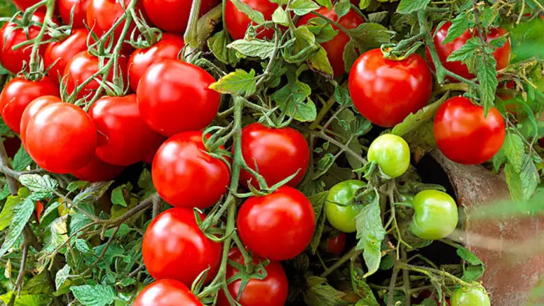 Consigli pratici per coltivare pomodori sul balcone o sul patio 🌿🍅