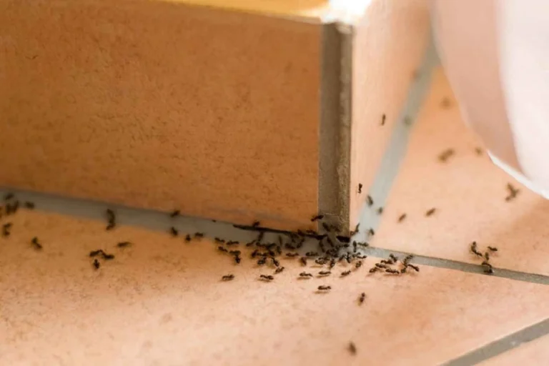 Il Segreto Naturale per Eliminare le Formiche in Casa! 🐜🌿