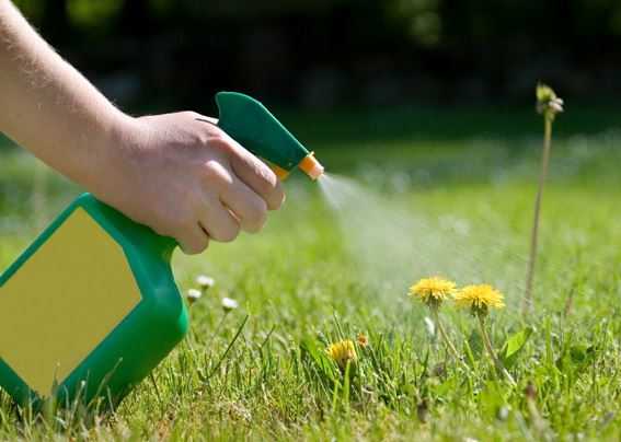 Rimedio casalingo efficace per eliminare le erbacce senza prodotti chimici 🚫🌿