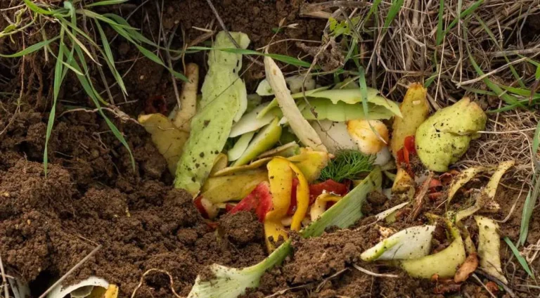 Conserva gli scarti della cucina per coltivare verdure fresche direttamente a casa tua! 🌱🍃