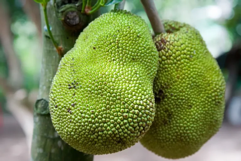 Segreti incredibili per far crescere più frutti sulla tua pianta di giaca 🍈🌿