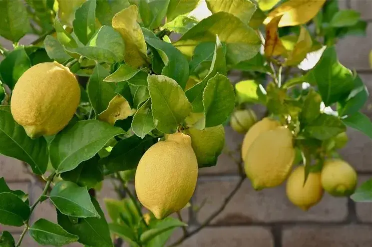 Consigli Dettagliati e Naturali per la Crescita degli Alberi di Limone 🍋🌱
