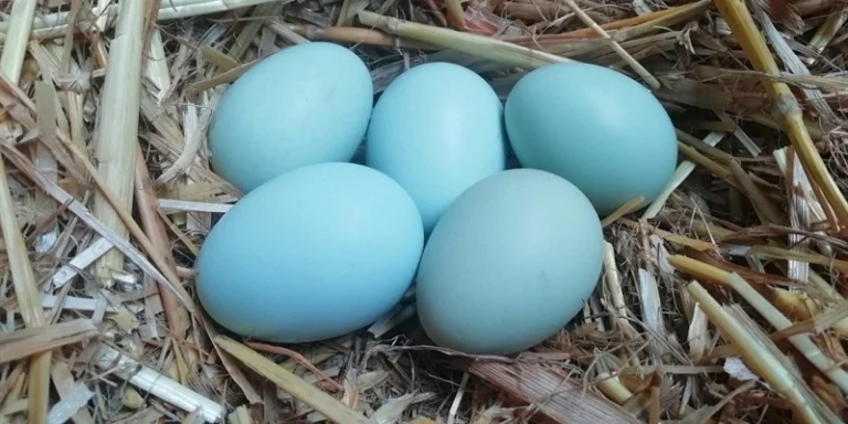 Gli strati colorati delle uova di gallina: una tavolozza arcobaleno nel tuo pollaio