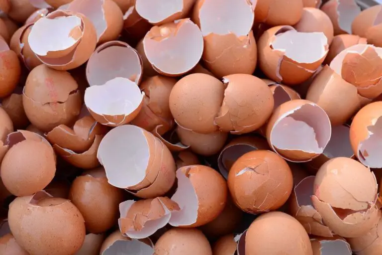 🌱 Scopri i Segreti delle Gusci d’Uovo per un Giardino Più Sano e Fiorente 🥚