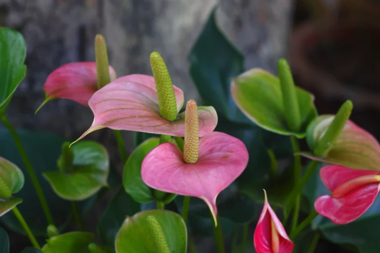 🪴 Segreti per il successo nel giardinaggio: cura dell’Anthurium 🌿