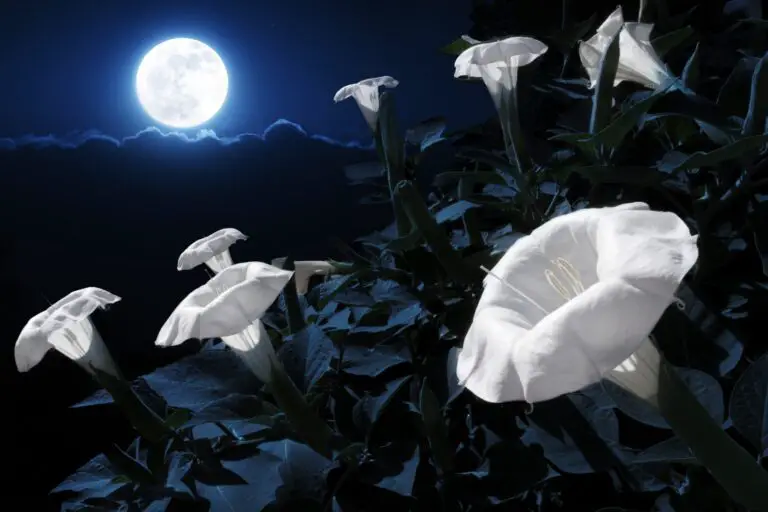 🌙 Fiori magici che sbocciano di notte: scopri i segreti del giardino notturno e lasciati incantare dalla natura 🌟