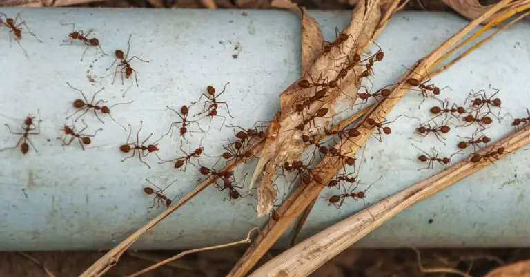 🌿 Soluzioni Naturali e Efficaci per Allontanare Insetti e Roditori dalla Tua Casa! 🐜🕷️🐀
