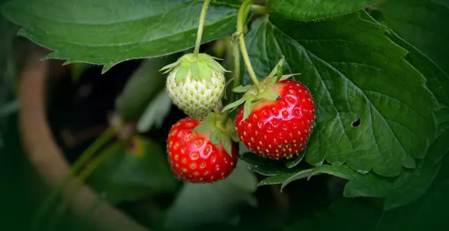 Guida dettagliata alla coltivazione di frutta in vaso 🍎🌿