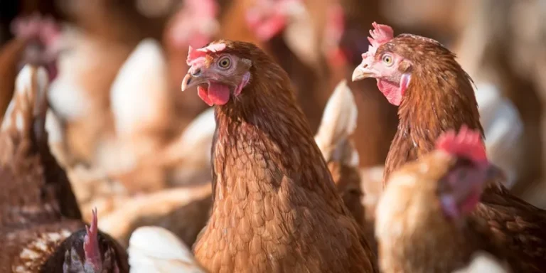 ✨ Consigli naturali per aumentare la produzione di uova nelle galline 🐔