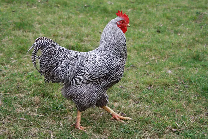 Scopri le migliori razze di galline ovaiole per la produzione di uova 🐔🥚