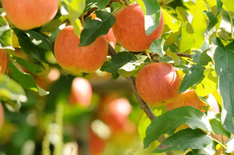 🌿 Quanto Piantare per Avere Frutta Fresca Tutto l’Anno: Guida Completa per il Giardinaggio Facile🍎