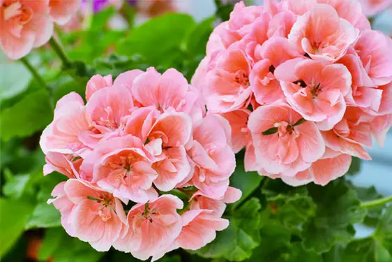 🎍 Guida completa per proteggere e curare il tuo geranio durante l’inverno in Italia 🌱