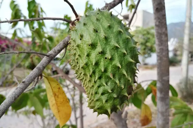 🌱 Come coltivare il frutto del Graviola: guida completa per principianti