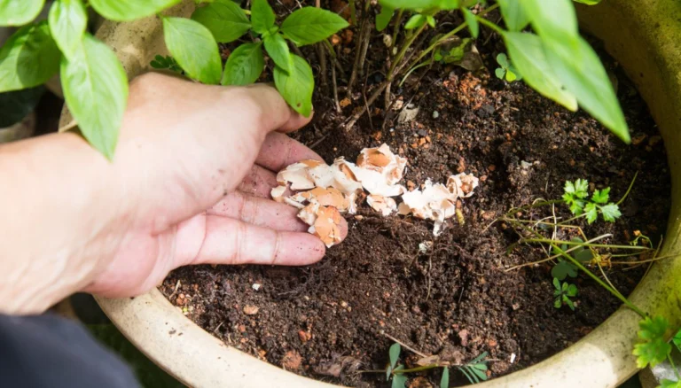 Consigli efficaci per incantare il tuo giardino con i gusci d’uovo 🥚🌸