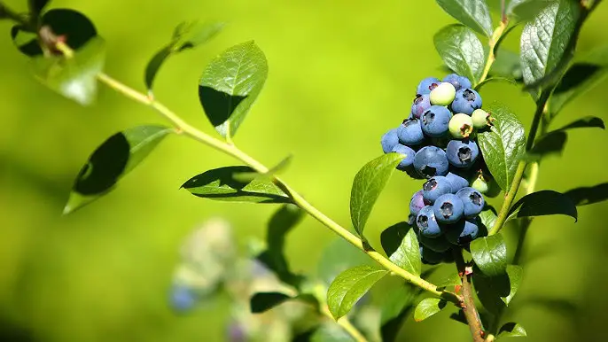 Come coltivare fragole ricche di mirtilli ovunque tu viva 🍇
