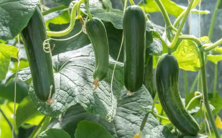 Sostenere la crescita del cetriolo: dalla piantina al raccolto con semplici tecniche di giardinaggio