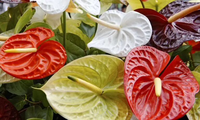 Tutto quello che devi sapere per propagare gli Anthurium e mantenere le tue piante sane 🌱✨