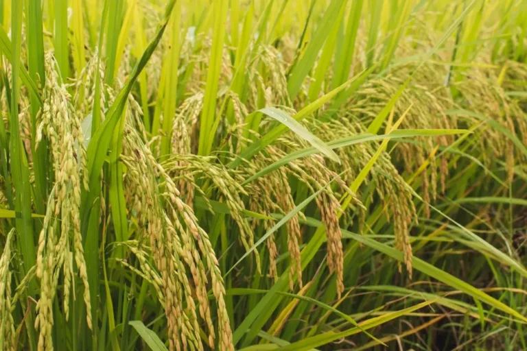 Come coltivare il riso dal chicco completo e ottenere un raccolto soddisfacente 🌾